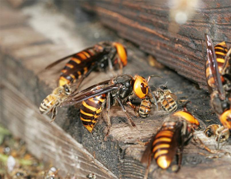 Шершни против пчел. Шершни-убийцы против медоносных пчел: кто кого победит? Как защищаются жители ульев