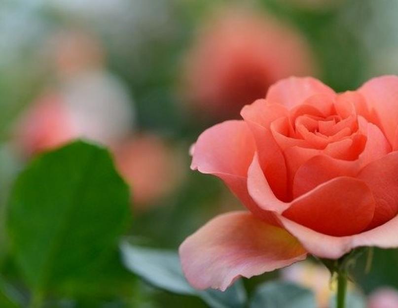 Как вырастить розу - способы и особенности. Как вырастить розу — выращивание роз в домашних условиях своими руками