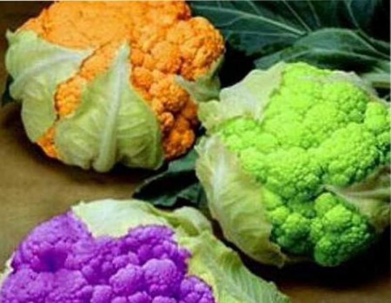 Цветная капуста - выращивание. Лучшие сорта цветной капусты (фото, описание)