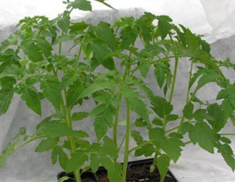 Посадка томатов в апреле. Когда и как сажать семена помидоров на рассаду? Выращивание рассады помидор в домашних условиях