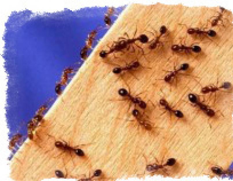 К чему много муравьев в доме. Что делать если в доме завелись муравьи