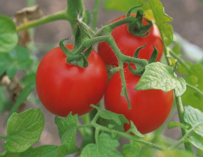 Ботва томатов от тли. Универсальное применение ботвы помидоров в огороде