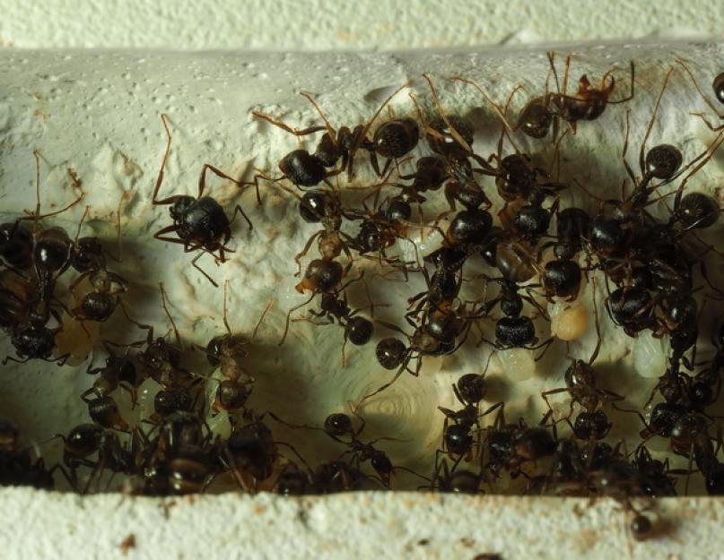 Чем занимаются муравьи. Как устроен муравейник: внутреннее строение, жизнь и взаимодействие муравьев