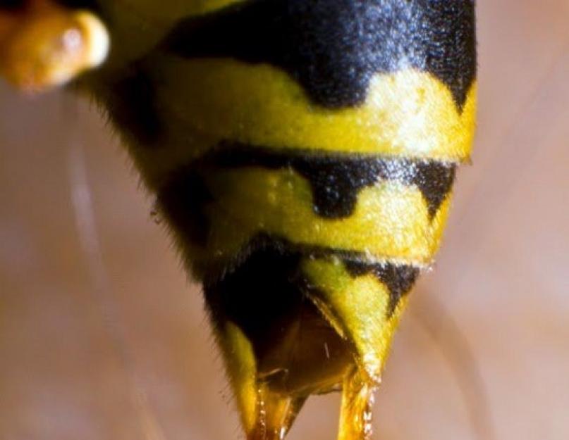 Почему пчела оставляет жало. Жало пчелы и осы