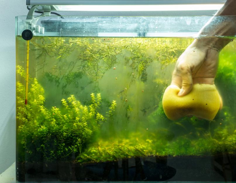 Как чистить грунт в аквариуме сифоном. Как почистить аквариум от водорослей? Особенности употребления аквариумной соли