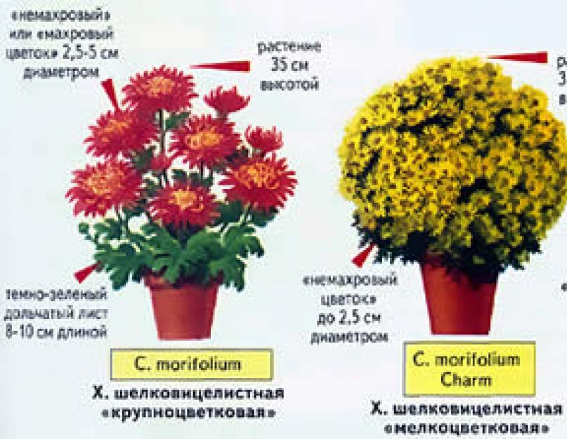 Чем отличается хризантема от хризантемы