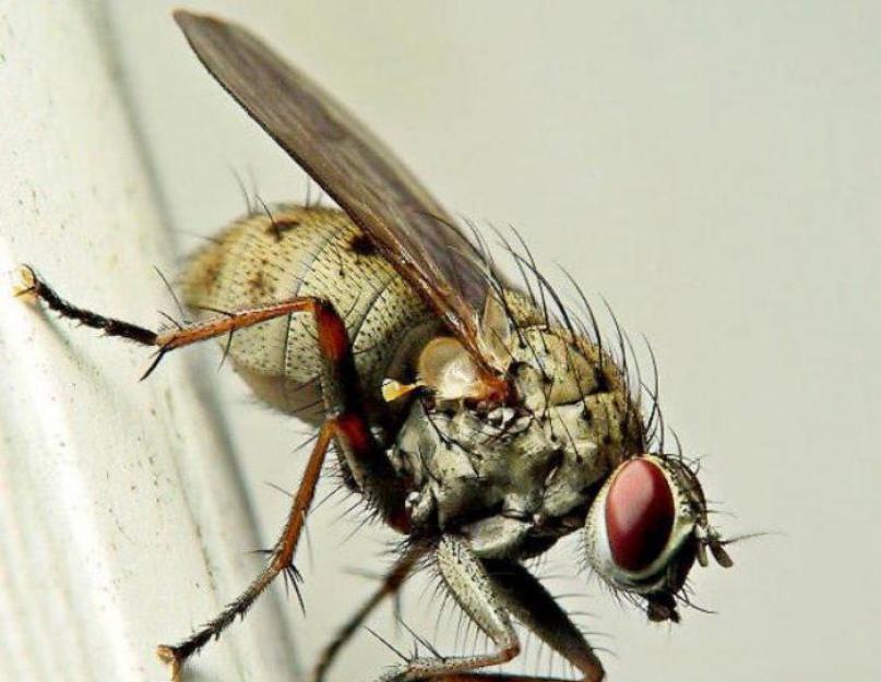 Почему мухи кусают людей. Что заставляет мух кусаться