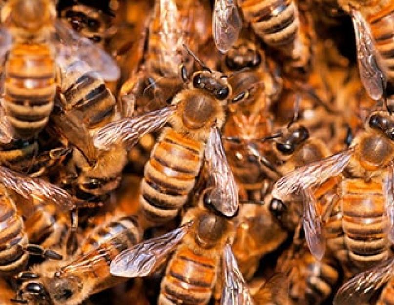 Приснились большие пчелы. Значения снов о пчелах и осах