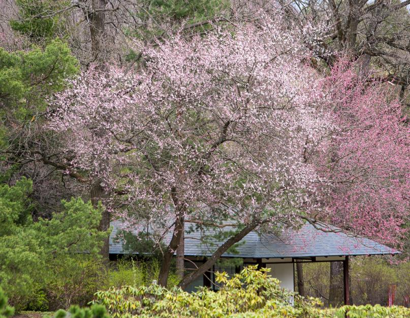 Период цветения сакуры в ботаническом саду. Сакура — символ Японии