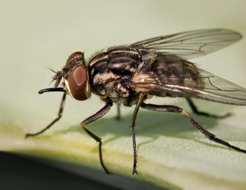 Приметы связанные с мухами. Муха в доме зимой и летом