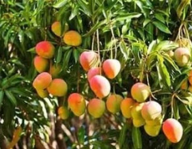 Экзотический фрукт манго: описание, полезные свойства. Манго (фрукт): описание и фото