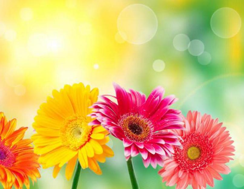Ветроопыляемые цветки. Аллергические растения – календарь рисков для аллергика Когда перестают цвести деревья