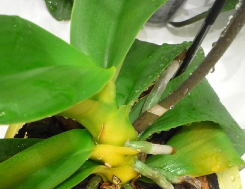 Причины пожелтения листьев у орхидных. Почему желтеют листья у орхидеи фаленопсис что делать