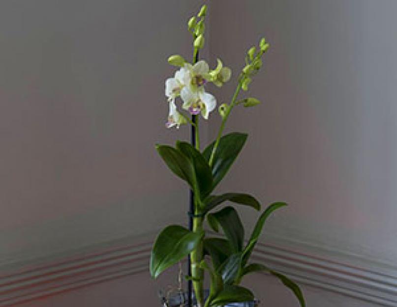 Орхидея дендробиум. Фото, домашний уход за цветком