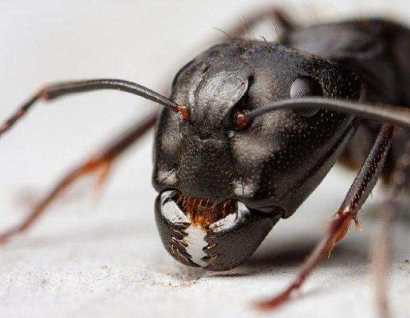 Почему в доме появились муравьи. Домашние муравьи откуда берутся в квартире и как избавиться? Народные методы избавления от насекомых