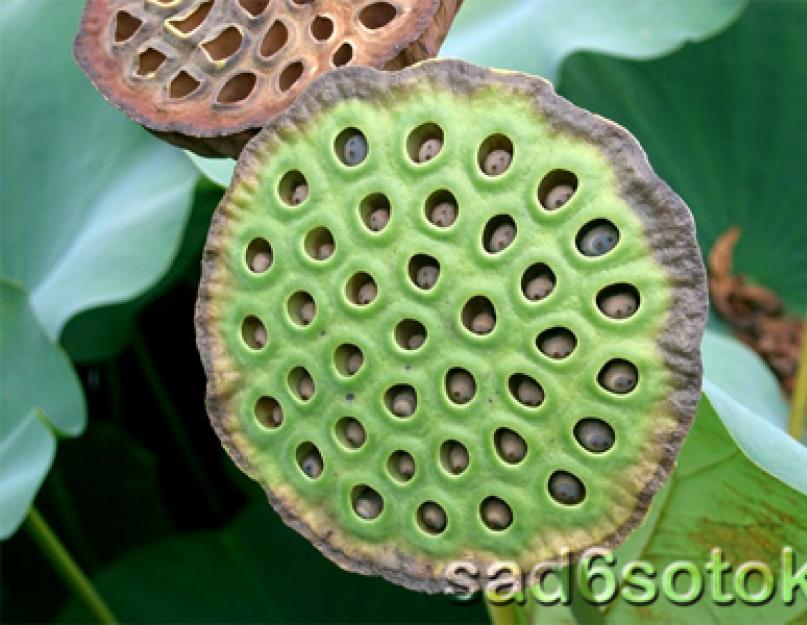 Цветы лотоса. Растение орехоносный лотос - полезные свойства плодов и листьев, выращивание и уход в домашних условиях