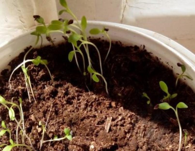 Гранат в саду уход выращивание. Как растет «ларец» полезных микроэлементов – несравненный королевский фрукт гранат
