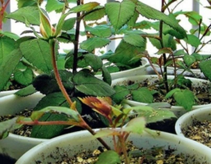 Как выращивать розы в домашних условиях из семян. Как посадить и вырастить розу из семян из китая