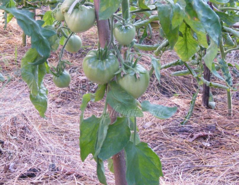 Как выпустить семечки из помидор. Заготавливаем семена томатов из своих помидор — пошагово