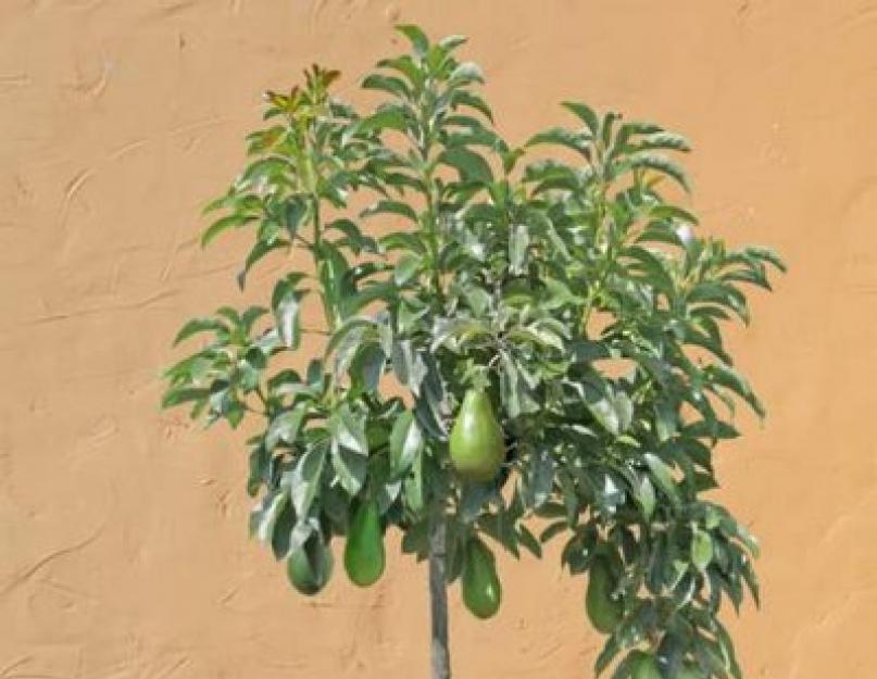 Как посадить авокадо в горшок с землей. Как вырастить авокадо из косточки в домашних условиях, тонкости ухода