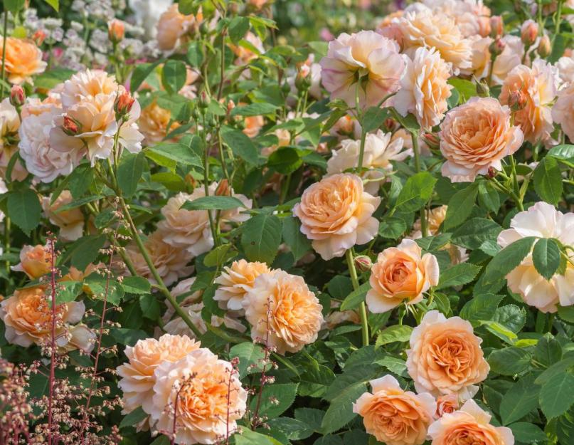 Уход за розами для начинающих. Кустовые розы: посадка и уход, выращивание и размножение