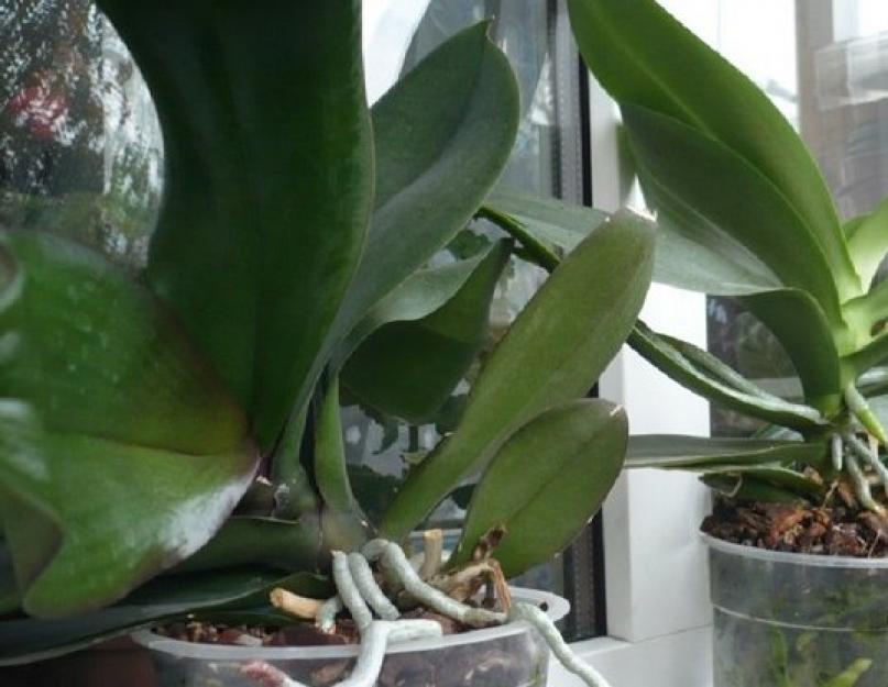 Обзор самых распростроненных болезней орхидей. Почему появились пятна на листьях и на всей орхидее Черные пятна на корнях фаленопсиса