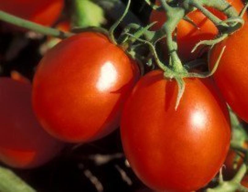 Как из помидор сделать семена на рассаду. Как получить собственные семена? Какие плоды выбирать
