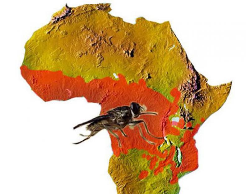 Как называется африканская муха. Интересные факты о мухе цеце и болезни, которая она вызывает