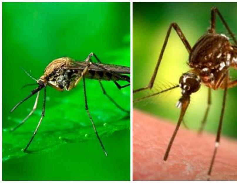 Что предпринять с борьбой против комаров. На природе без комаров: ультразвуковые отпугиватели, ловушки и другие средства для борьбы с кровососущими насекомыми на улице