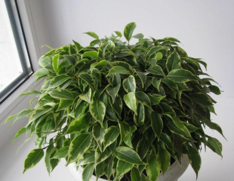 Растения фильтры для дома. Комнатные растения — природные очистители воздуха! Почему и от чего нужно очищать воздух