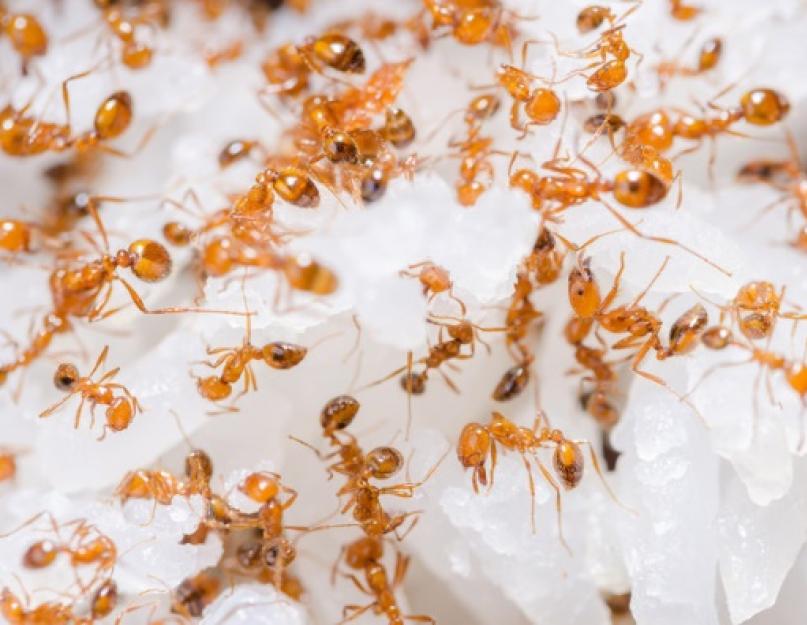 Как избавиться дома от муравьев. Как избавиться от муравьёв в доме или квартире: все существующие способы