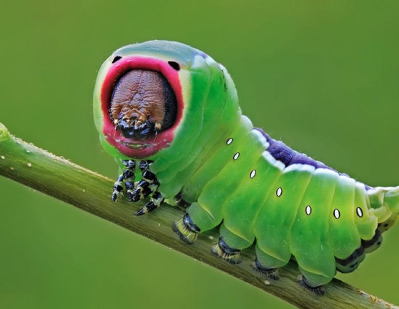 Самые необычные насекомые планеты. Насекомые красной книги россии