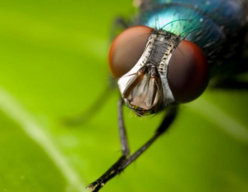 Сколько суток живет муха. Сколько длится жизнь обычной мухи