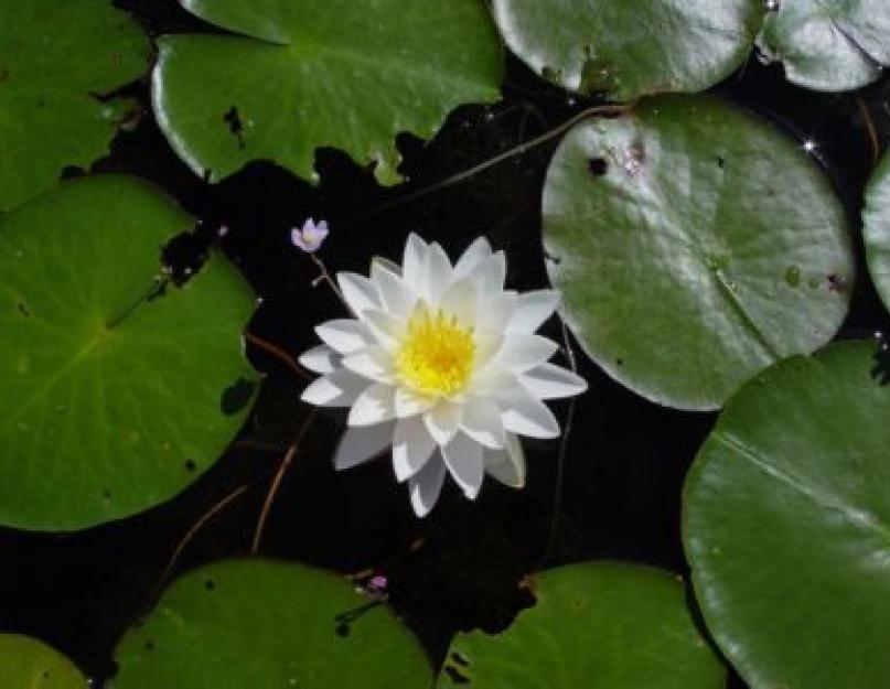 Описание растения Кувшинка белая (Водяная лилия) лилия. Кувшинка (Нимфея) - водное растение семейства Кувшинковые (Nymphaeaceae)