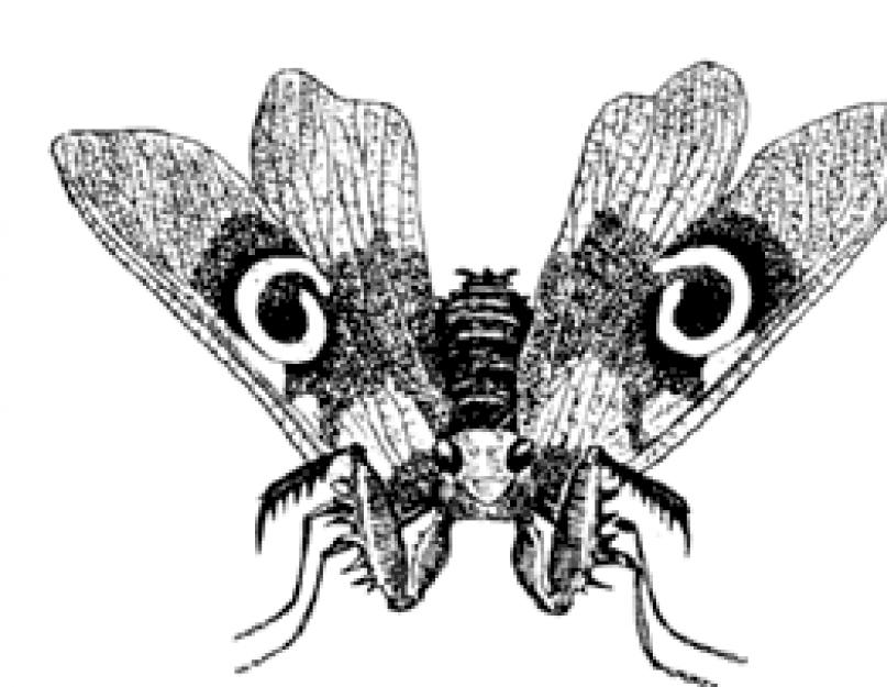 Какое насекомое может съесть богомола. Виды богомолов: описание, названия, особенности и интересные факты