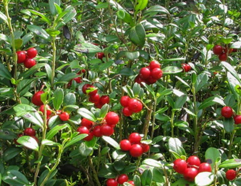 Съедобные лесные ягоды с фото и названиями. Ягоды в лесу: съедобные ягоды и ядовитые ягоды