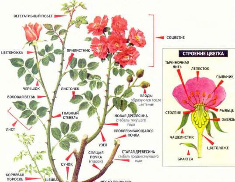 Среда обитания розы биология. Адениум - роза пустыни