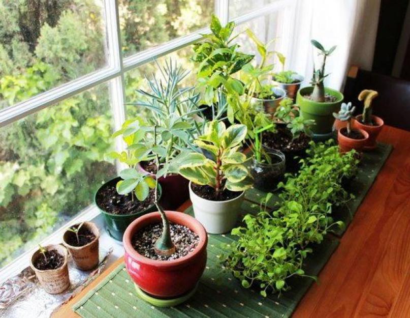 Полезные растения для квартиры и человека. Цветы в доме: приметы и суеверия о комнатных растениях