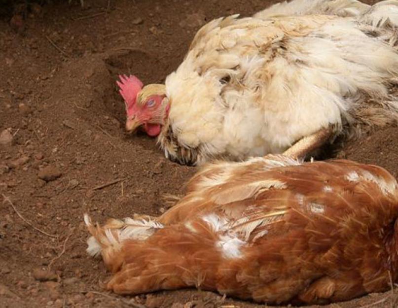 Сколько живут куриные клещи вне курицы. Эффективные методы борьбы с перьевым клещом у кур