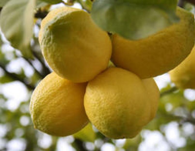Комнатный лимон – выращивание и уход. Лимон в домашних условиях: выращивание из косточки Цитрусовые лимон уход в домашних условиях