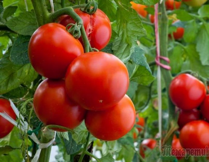 Чем удобрять томаты после высадки в грунт. Чем подкормить подрастающие помидоры после высадки в грунт: виды удобрений, сроки