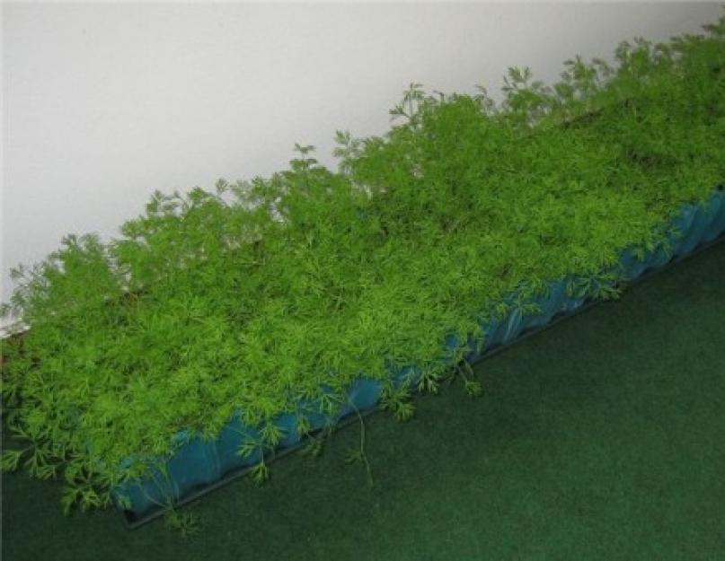 Выращивание из семян укропа на подоконнике: условия посадки. Технология выращивания укропа на подоконнике в домашних условиях: правильный посев и уход