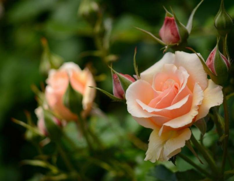 Как вырастить домашнюю розу из черенка из букета? Розы в горшках – можно ли вырастить прекрасные розы в домашних условиях. 