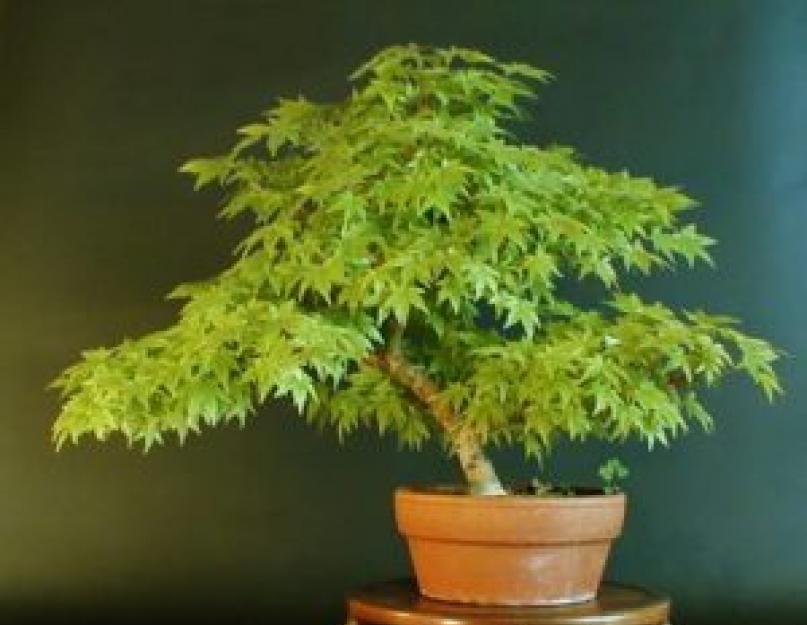 Как посадить дерево бонсай из семян. Бонсай – дерево на подносе: особенности ухода и выращивания в домашних условиях