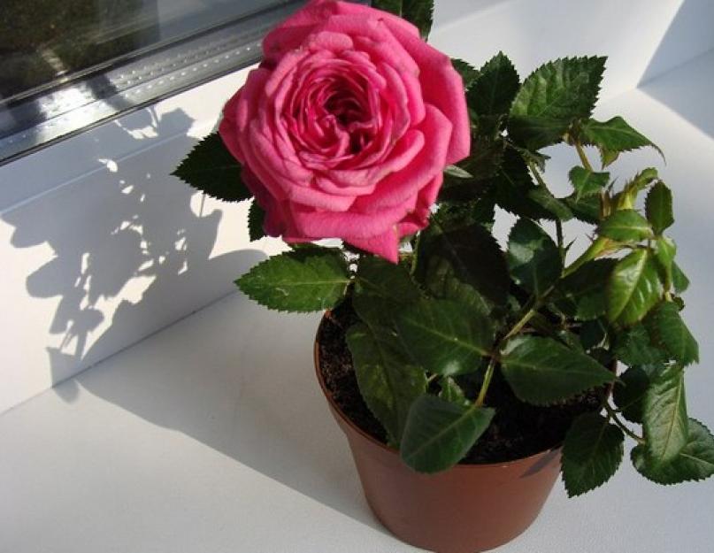 Как вырастить розу дома: все секреты от опытных цветоводов. 