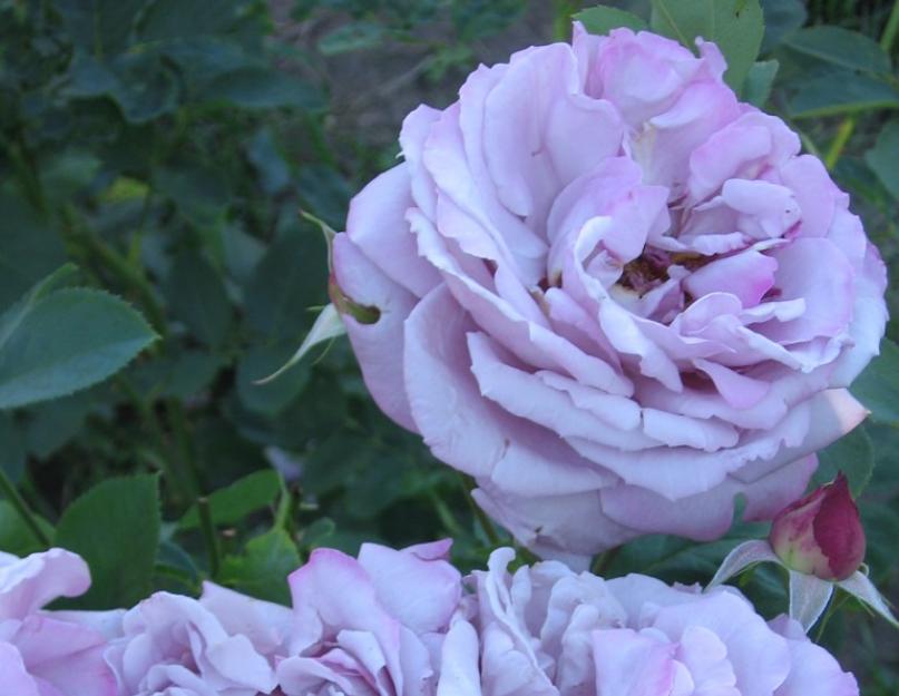Разные розы на одном кусте. Разноцветные розы в вашем саду – от бело-розовых оттенков до зеленых, фиолетовых и черных роз