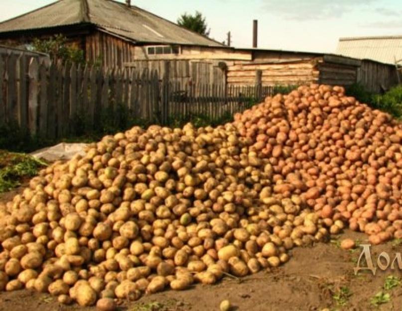 К чему снится картошка чистая крупная. Значение действий с картофелем: копать, сажать, собирать и т.д