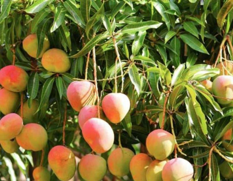 Выращивание манго из косточки в домашних условиях. Как вырастить манго из косточки: подробный мастер-класс