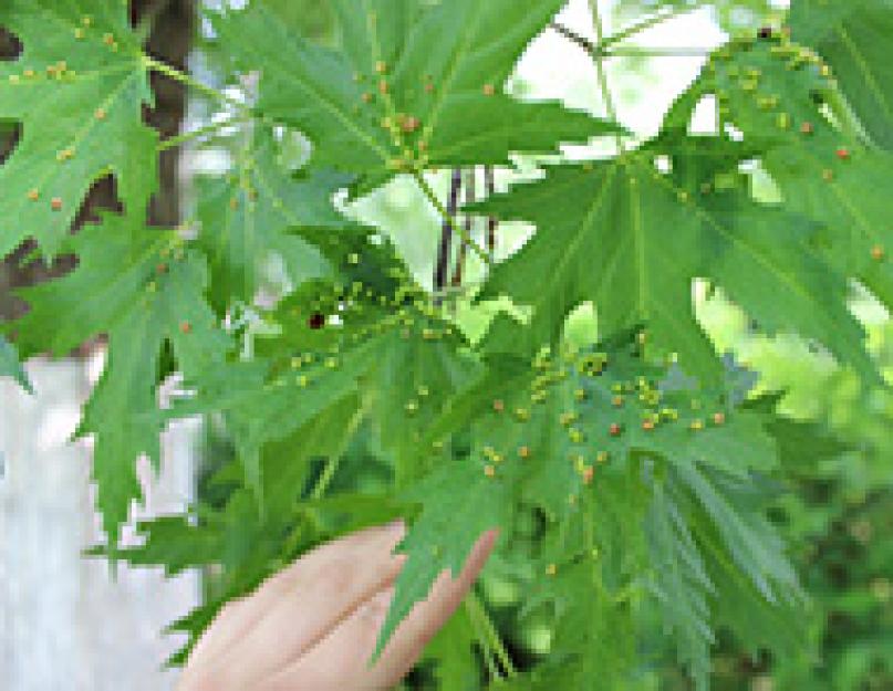 Круглые наросты на листьях дуба. Выросты на листьях - болезнь или норма? ​усиливают половую потенцию​