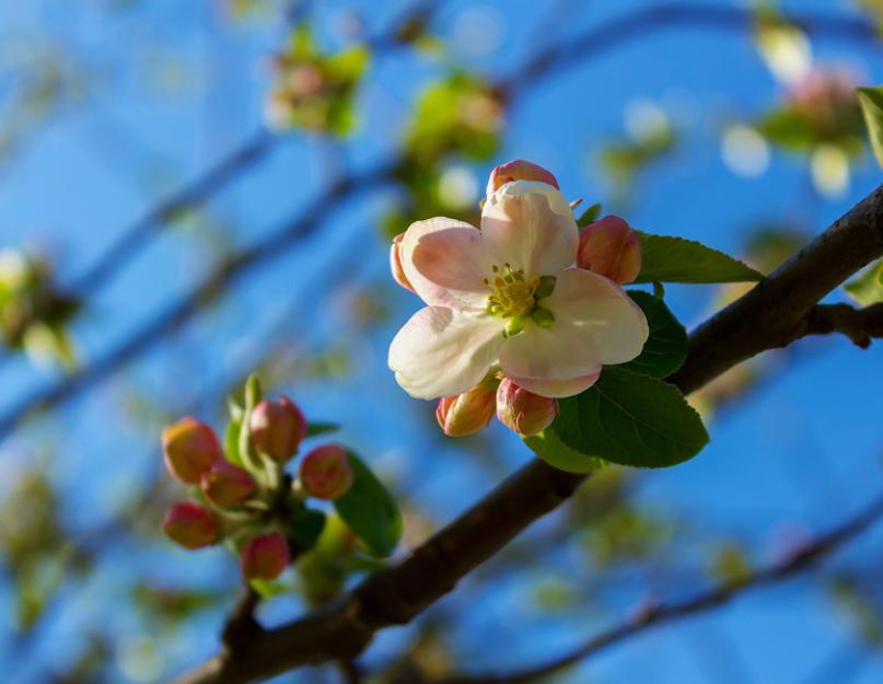 Рассказ о расцветающей яблони весной. А на самом деле когда цветут яблони? Яблоки наливаются соком